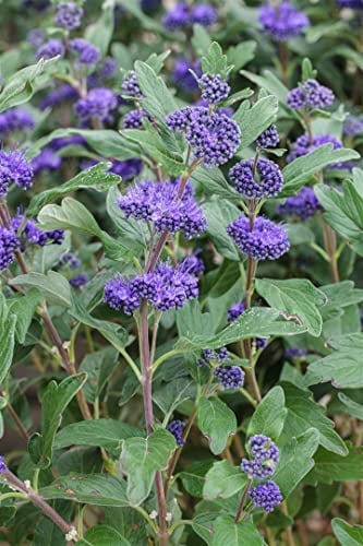 Bartblume 'Grand Bleu' 40-60 cm Topf Caryopteris clandonensis winterhart | Kugeliger Wuchs 60-100 cm, blaue Blüten August bis September, sonnig bis halbschattig, Duftgarten und Kübel