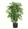 Leaf Árbol de ficus Artificial Realista/Planta, 90 cm, arbusto ficus, AZ-FICUS