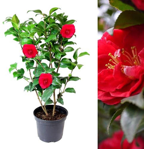 Carbeth Plants - Red Camellia Japonica Plant in 3L Pot - Spring Flowering Hardy Evergreen Shrub - Ready to Plant Outdoor Garden Bush - Ideal for Borders, Beds, Containers & Patio Pots