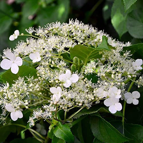 Climbing Hydrangea anomala subsp. petiolaris Plant White Blooms Self-Clinging Deciduous Hardy Shrub RHS AGM Easy to Grow Your Own Garden Flowers 9cm Potted Plants by Thompson and Morgan (1)