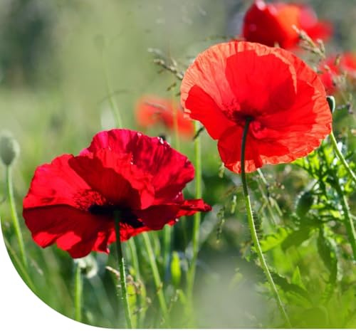 Klatschmohn - Papaver rhoeas - 100 Gramm für ±2.500 m² (±900.000 Mohnsamen) - Wunderschöne rote Blüten -Blumensamen Mohnblumen - Blumensaat für Garten, Freiland und Balkon - Bienenfreundlich