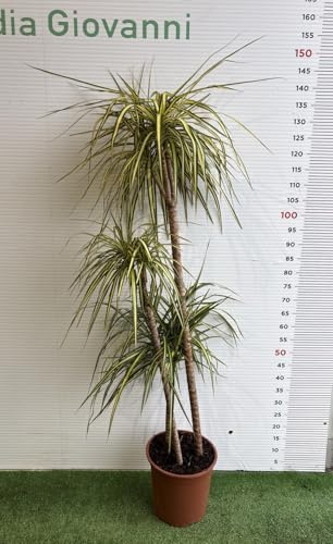 PIANTA DI DRACAENA in vaso 24 (foto reali)