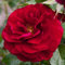 2x Beetrose 'Bordeaux'® - Kordes Perkroos - Plant-o-fix -Topf