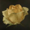 Rosenpflanze zwiebeln,Winterharte mehrjährig Pflanzen,seltene pflanze,Rosenrhizom,rosenzwiebel,lila Rose pflanze Kaufen,duftende rosen winterhart,Blumenzwiebeln winterhart.-1zwiebeln-H
