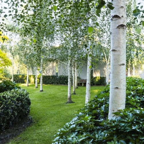 Betulla bianca alba Betula pendula pianta in vaso 2 litri h. 170/190 circa Vivaio di Castelletto
