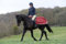 Bucas Freedom Riding Rug 135 Syrah