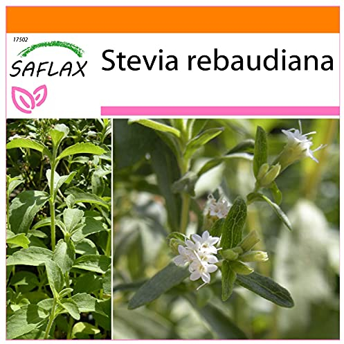 SAFLAX - Garden in the Bag - Kräuter - Stevia Süßkraut - 100 Samen - Mit Anzuchtsubstrat im praktischen, selbst aufstellenden Beutel - Stevia rebaudiana