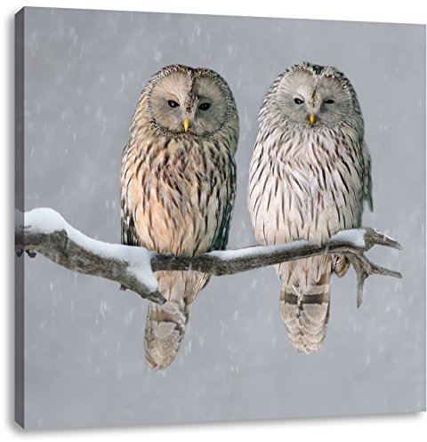 Pixxprint Zwei Eulen in Winterlandschaft, Größe: 40x40 cm, Leinwandbild Quadratisch, Wandbild, Kunstdruck, fertig bespannt
