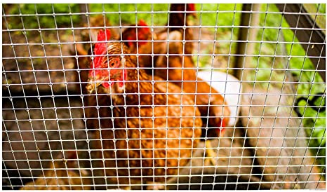 Geschweißtes Drahtgeflecht, Hardware-Gewebe Aus Rostfreiem Stahl, Quadratische Maschen Hühnerdraht Zaun Paneele Barriere Für Gartenarbeit Haus Voliere (Farbe : 1|12x12mm, Größe : 1.5x20m)