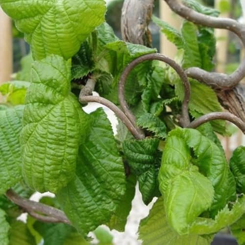 Noisetier tortueux 'Contorta' – Corylus avellana 'Contorta' 40-60 cm pot | Arbuste décoratif, rameaux tortueux, idéal haie & jardin d’hiver