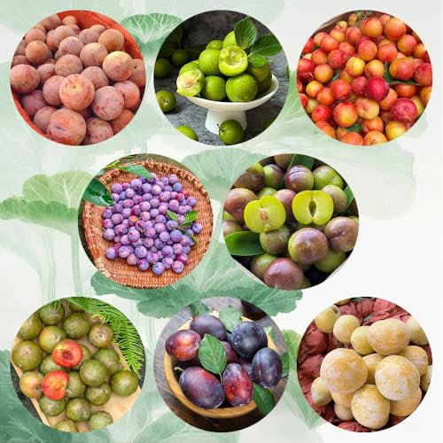 pflaumenbaum kaufen samen - pflaumen samen, obst frisch, winterharte pflanzen für balkon pflaume baum samen, bonsai baum, balkonpflanzen winterhart obst samen, gartendeko für draußen 60pcs