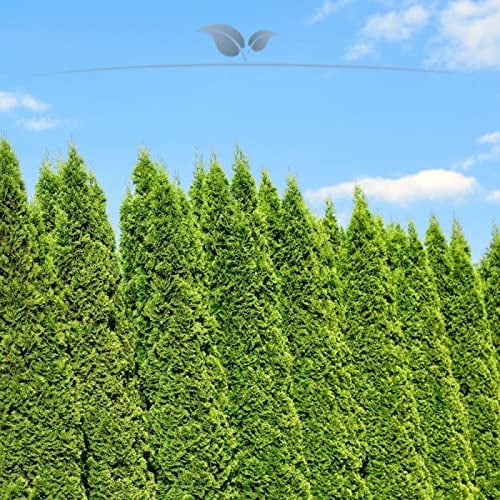 Gardline - Lebensbaum Thuja Smaragd 180-200 cm. Angebot: 3-150 Koniferen. Thuja: BESTSELLER - 3 St. (ca. 1,5 Meter)