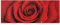 Bilderwelten Top Blumen Glasbilder Wandbild Foto Kunstdruck 30 x 80 cm Rose mit Wassertropfen