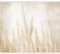 murando - Fototapete Selbstklebend Natur 343x256 cm - Foto Tapete Tapetenfolie Möbelfolie Wandverkleidung Wandtapete Motivtapeten Wohnzimmer Schlafzimmer 3d Effekt Modern - Gras Beige b-A-10194-a-a