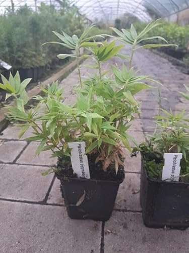 Pleioblastus Pygmaeus 3 Stück ca. 20 cm - Pflegeleichter Zwergbambus für Garten & Terrasse | Ideal als Bodendecker