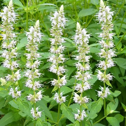 12 unidades o 1 m² Agastache 'Alabaster' - Agastache Rugosa 'Alabaster' Maceta 9x9 cm
