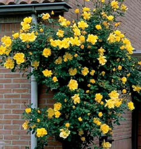 GARTHWAITE NURSERIES® : - Potted 2 Litre Climbing Rose Golden Showers Perennial Plant