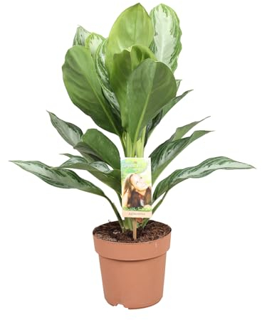 Aglaonema Silver Bay - Kolbenfaden - Zimmerpflanze - Ø17cm - ↑55cm