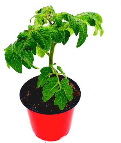 Mini Balkon Tomatenpflanze Primabell Lycopersicon esculentum 2er-Set