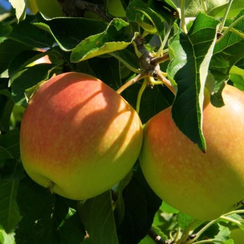 Cox's Orange Pippin Apple Tree - Exceptional Flavour & Juicy Texture - Dwarfing Rootstock - UK Hardy - Perfect for Desserts – 1x 24cm Potted Plant by Thompson & Morgan