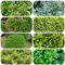 semillas de boj plantas para exterior Plantación de montaña Plantas medicinales arbustos resistentes fácil cultivo a prueba de invierno plantas resistentes para el jardín 300pcs