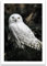 ARTFAVES® Poster - Weiße Eule | Wanddeko Wandbild Fotografie Vintage | ohne Rahmen | 30 x 40 cm
