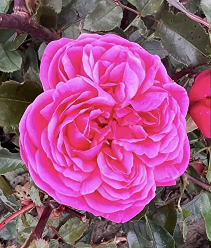 'Sweet Parfum de Provence' - Hybrid Tea Rose - Deep Pink Blooms with A Delightful Perfume - Potted Rose