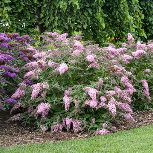 Buddleja davi. ''Pink Cascade' 25-30 cm Schmetterlingsflieder Sommerflieder - Fliederspeer
