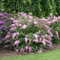 Buddleja davi. ''Pink Cascade' 25-30 cm Schmetterlingsflieder Sommerflieder - Fliederspeer