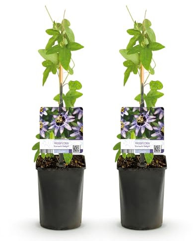 GreenboutiQ - Fleur de Passion - Passiflora Damsels Delight - Fleurs Violettes avec Blanc - Peu d'entretien - 2 plantes - Pot 11cm Hauteur 40cm