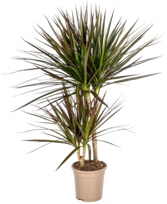 Dracaena Marginata Magenta - 50-70cm - Ø17cm - Zimmerpflanze - Immergrün