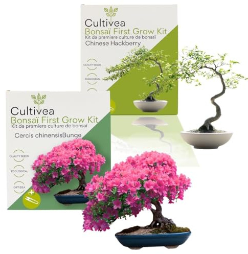 Cultivea First Bonsai-Kits, 2er-Set: Cercis Chinensis & Hackberry – Bausätze für die erste Kultur, fertig zum Anbau mit Samen und Zubehör – originelle Geschenkidee für Gartenarbeit | Made in France