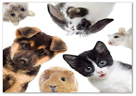 Tulup Impression sur verre de 100x70 cm Image Tableau Photo décorative panoramique pour la cuisine et le salon - Animaux - Animaux Domestiques - Noir