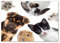 Tulup Impression sur verre de 100x70 cm Image Tableau Photo décorative panoramique pour la cuisine et le salon - Animaux - Animaux Domestiques - Noir