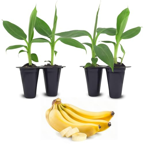 Plátano Cavendish Enano - Juego de 4 plantas vivas para principiantes