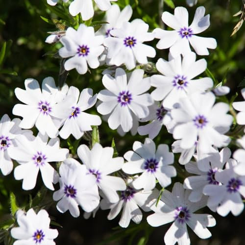 Phlox 'Pharao Blue Eye' - Hardy Evergreen Perennial for Dry Soil, Fragrant Flowers, Weed-Suppressing Ground Cover – 20x 21mm LL Plug Plant by Thompson & Morgan