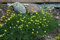Hieracium pilosella ca. 9x9 cm Topf - Habichtskraut, gelbe Blüten, Blütezeit Mai-August, bodendeckend, trockenheitsresistent, pflegeleicht