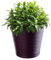 KADAX Pot de Fleurs en Plastique avec Soucoupe Incorporée, Pot de Plantes avec Conception Raffinée pour la Décoration d'Intérieur (13 cm, Violet foncé)