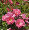 Kletterrose Heidetraum Plus 30-60cm