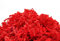 YOTEI SPIRIT® 1kg Geschreddertes Rotes Papier für Geschenkbox – Füllmaterial für Pakete, Körbe, Boxen und Verpackungen - Schutz und Dekoration (1kg, Rot)