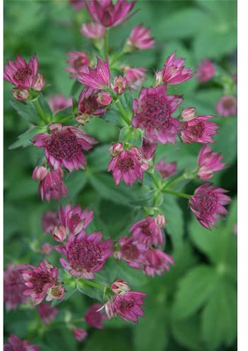 Astrantia major 'Roma' -R- - Garten-Sterndolde 'Roma'® - 11cm Topf
