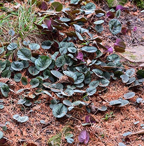 Frühlings Alpenveilchen Marianne - Cyclamen coum