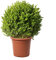 KENTIS - Buchsbaum Kugel Pflanzen mit Jutedekoration für Vase - Buxus Sempervirens Faulkner Echte Gartenpflanzen - Hoch 60/70 cm Topf Ø 30 cm mit Jute