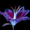 Lilium martagon zwiebeln,winterharte Blumenzwiebeln,lilien zwiebeln winterhart mehrjährig,lilien deko,Frühlingsblüher,lilien im topf,geeignet für die Feiertage,lilien knollen.-2 zwiebeln-C