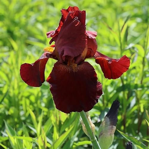 Plant Theory Sultan'S Palace Bearded Iris Perennials Flowering Plants Iris 2L Pot