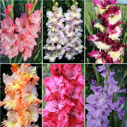 20 pcs gladiolen zwiebeln garten garten deko garten blumen blumen geschenk gartenliebhaber blumen für garten allium zwiebeln deko garten blumenzwiebeln mehrjährig winterhart frühblüher