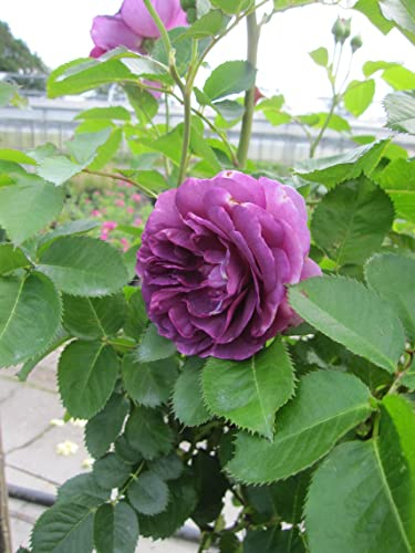 Rosa Minerva ® - Hochstammrose Minerva ® - Vissers Rose - Floribunda Rose