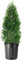 Árbol de Ciprés Natural Seto de Exterior