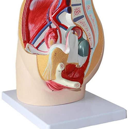 ERNZI Modelo Anatómico, Modelo Anatómico, Modelo De Sección Sagital Media De La Pelvis Femenina, Modelo Anatómico 4d, Modelo Anatómico Corporal, Libro De Texto