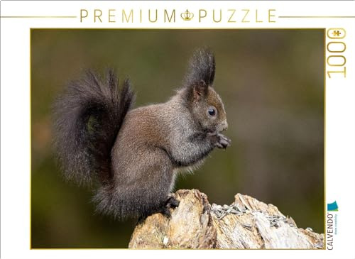 Puzzle · EIN Motiv aus dem Kalender Oachkatzl | Niedliches Eichhörnchen oder auch auf bayrisch Oachkatzl · 1000 Teile · Lege-Größe 64 × 48 cm · CALVENDO Puzzle